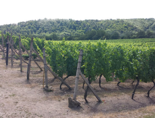 Region of Wineyards